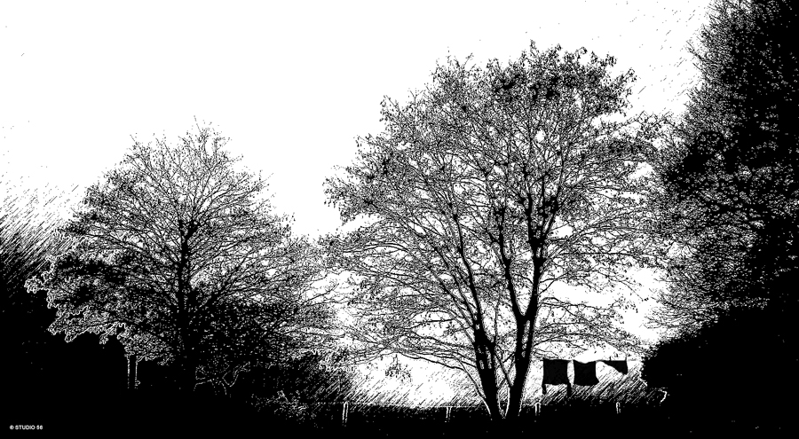 A1-Illustratie-bomen-wasje-2-900-STUDIO 56