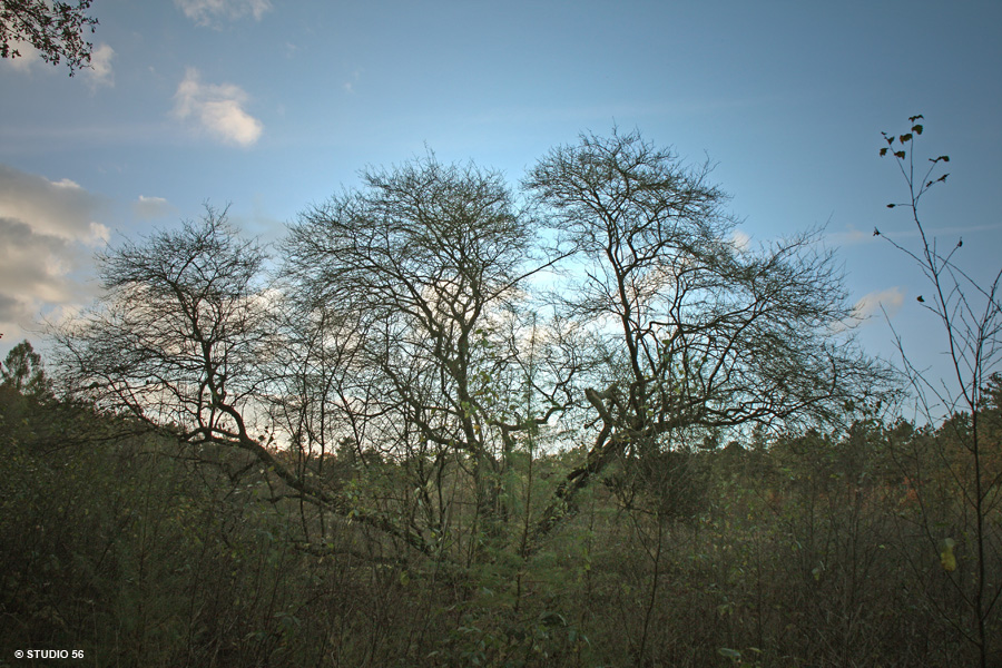 A1-Bomen-Bos van de Toekomst-2-def-STUDIO 56