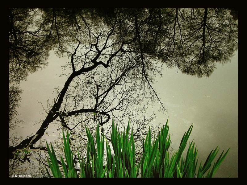 A1-Groen-bomen en groen-reflectie-in kader-STUDIO 56