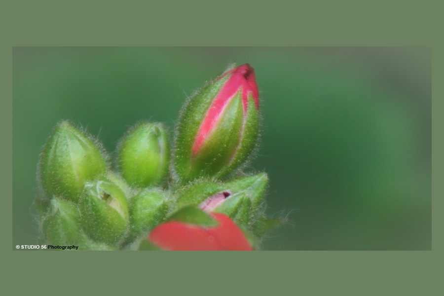 A1-Bloemen en planten-Uitlopende geranium-in kader-def-studio 56