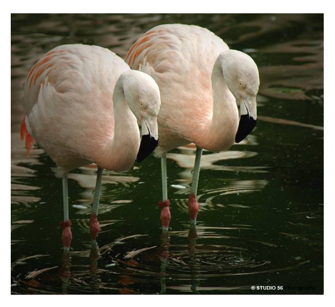 A1-Vrij werk-Flamingo's